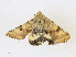  ( - CBG-A17556-D11)  @11 [ ] CreativeCommons - Attribution Share - Alike (2023) CBG Photography Group Centre for Biodiversity Genomics