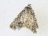  ( - CBG-A18354-A11)  @11 [ ] CreativeCommons - Attribution Share - Alike (2023) CBG Photography Group Centre for Biodiversity Genomics