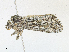  ( - CBG-A18356-G11)  @11 [ ] CreativeCommons - Attribution Share - Alike (2023) CBG Photography Group Centre for Biodiversity Genomics