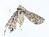  ( - CBG-A18356-H11)  @11 [ ] CreativeCommons - Attribution Share - Alike (2023) CBG Photography Group Centre for Biodiversity Genomics