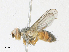  ( - CBG-A18399-C12)  @11 [ ] CreativeCommons - Attribution Share - Alike (2023) CBG Photography Group Centre for Biodiversity Genomics