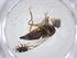  (Trupanea pseudovicina - CBG-A19948-F07)  @11 [ ] CreativeCommons - Attribution Share - Alike (2023) Centre for Biodiversity Genomics Centre for Biodiversity Genomics