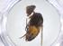  ( - CBG-A21217-G12)  @11 [ ] CreativeCommons - Attribution Share - Alike (2023) Centre for Biodiversity Genomics Centre for Biodiversity Genomics