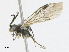  ( - CBG-A21608-A05)  @11 [ ] CreativeCommons - Attribution Share - Alike (2023) CBG Photography Group Centre for Biodiversity Genomics