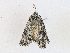  ( - CBG-A21636-C04)  @11 [ ] CreativeCommons - Attribution Share - Alike (2023) CBG Photography Group Centre for Biodiversity Genomics