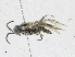  ( - CBG-A21714-E08)  @11 [ ] CreativeCommons - Attribution Share - Alike (2023) CBG Photography Group Centre for Biodiversity Genomics