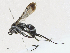  ( - CBG-A21655-D03)  @11 [ ] CreativeCommons - Attribution Share - Alike (2023) CBG Photography Group Centre for Biodiversity Genomics