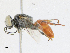  ( - CBG-A21656-A03)  @11 [ ] CreativeCommons - Attribution Share-Alike (2023) CBG Photography Group Centre for Biodiversity Genomics