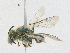  ( - CBG-A21714-F06)  @11 [ ] CreativeCommons - Attribution Share - Alike (2023) CBG Photography Group Centre for Biodiversity Genomics