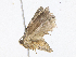  ( - CBG-A21728-H06)  @11 [ ] CreativeCommons - Attribution Share - Alike (2023) CBG Photography Group Centre for Biodiversity Genomics