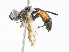  ( - CBG-A23319-H11)  @11 [ ] CreativeCommons - Attribution Share-Alike (2023) CBG Photography Group Centre for Biodiversity Genomics
