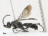  ( - CBG-A23320-C12)  @11 [ ] CreativeCommons - Attribution Share - Alike (2023) CBG Photography Group Centre for Biodiversity Genomics