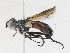  ( - CBG-A24202-E03)  @11 [ ] CreativeCommons - Attribution Share-Alike (2023) CBG Photography Group Centre for Biodiversity Genomics