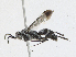 ( - CBG-A24239-C03)  @11 [ ] CreativeCommons - Attribution Share-Alike (2023) CBG Photography Group Centre for Biodiversity Genomics