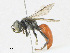 ( - CBG-A21748-D09)  @11 [ ] CreativeCommons - Attribution Share - Alike (2023) CBG Photography Group Centre for Biodiversity Genomics