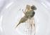  ( - CBG-A22479-F04)  @11 [ ] CreativeCommons - Attribution Share - Alike (2023) Centre for Biodiversity Genomics Centre for Biodiversity Genomics