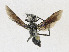  ( - CBG-A23391-E10)  @11 [ ] CreativeCommons - Attribution Share - Alike (2023) CBG Photography Group Centre for Biodiversity Genomics