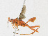  ( - CBG-A23414-E11)  @11 [ ] CreativeCommons - Attribution Share - Alike (2023) CBG Photography Group Centre for Biodiversity Genomics