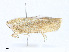  ( - CBG-A23431-H10)  @11 [ ] CreativeCommons - Attribution Share - Alike (2023) CBG Photography Group Centre for Biodiversity Genomics