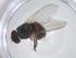  (Fannia conspicua - CBG-A23735-E08)  @11 [ ] CreativeCommons - Attribution Share - Alike (2023) Centre for Biodiversity Genomics Centre for Biodiversity Genomics