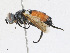  ( - CBG-A25886-A05)  @11 [ ] CreativeCommons - Attribution Share - Alike (2023) CBG Photography Group Centre for Biodiversity Genomics