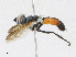  ( - CBG-A25886-A09)  @11 [ ] CreativeCommons - Attribution Share - Alike (2023) CBG Photography Group Centre for Biodiversity Genomics