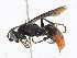  ( - CBG-A25886-H01)  @11 [ ] CreativeCommons - Attribution Share - Alike (2023) CBG Photography Group Centre for Biodiversity Genomics