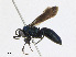  ( - CBG-A25919-B03)  @11 [ ] CreativeCommons - Attribution Share - Alike (2023) CBG Photography Group Centre for Biodiversity Genomics