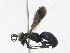  ( - CBG-A25925-H08)  @11 [ ] CreativeCommons - Attribution Share - Alike (2023) CBG Photography Group Centre for Biodiversity Genomics
