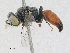  ( - CBG-A25928-B04)  @11 [ ] CreativeCommons - Attribution Share-Alike (2024) CBG Photography Group Centre for Biodiversity Genomics