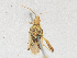  ( - CBG-A25928-F12)  @11 [ ] CreativeCommons - Attribution Share-Alike (2024) CBG Photography Group Centre for Biodiversity Genomics
