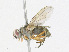  ( - CBG-A25933-D05)  @11 [ ] CreativeCommons - Attribution Share - Alike (2023) CBG Photography Group Centre for Biodiversity Genomics