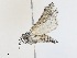  ( - CBG-A17501-G04)  @11 [ ] CreativeCommons - Attribution Share - Alike (2024) CBG Photography Group Centre for Biodiversity Genomics