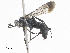  ( - CBG-A23383-H03)  @11 [ ] CreativeCommons - Attribution Share - Alike (2024) CBG Photography Group Centre for Biodiversity Genomics
