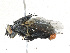  ( - CBG-A25888-D04)  @11 [ ] CreativeCommons - Attribution Share-Alike (2024) CBG Photography Group Centre for Biodiversity Genomics