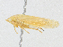  ( - CBG-A25897-G12)  @11 [ ] CreativeCommons - Attribution Share - Alike (2024) CBG Photography Group Centre for Biodiversity Genomics