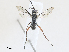  ( - CBG-A25900-D08)  @11 [ ] CreativeCommons - Attribution Share - Alike (2024) CBG Photography Group Centre for Biodiversity Genomics