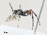  ( - CBG-A25900-E11)  @11 [ ] CreativeCommons - Attribution Share - Alike (2024) CBG Photography Group Centre for Biodiversity Genomics