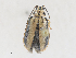  ( - CBG-A25911-D09)  @11 [ ] CreativeCommons - Attribution Share - Alike (2024) CBG Photography Group Centre for Biodiversity Genomics