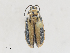  ( - CBG-A25911-D10)  @11 [ ] CreativeCommons - Attribution Share - Alike (2024) CBG Photography Group Centre for Biodiversity Genomics