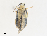  ( - CBG-A25911-E02)  @11 [ ] CreativeCommons - Attribution Share - Alike (2024) CBG Photography Group Centre for Biodiversity Genomics