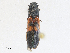  (Gambrinus pictus - CBG-A25922-E02)  @11 [ ] CreativeCommons - Attribution Share - Alike (2024) CBG Photography Group Centre for Biodiversity Genomics