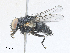  ( - CBG-A25923-G02)  @11 [ ] CreativeCommons - Attribution Share - Alike (2024) CBG Photography Group Centre for Biodiversity Genomics