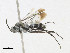  ( - CBG-A25935-F11)  @11 [ ] CreativeCommons - Attribution Share-Alike (2024) CBG Photography Group Centre for Biodiversity Genomics