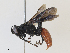  ( - CBG-A25947-D03)  @11 [ ] CreativeCommons - Attribution Share - Alike (2024) CBG Photography Group Centre for Biodiversity Genomics