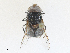  ( - CBG-A25948-G01)  @11 [ ] CreativeCommons - Attribution Share - Alike (2024) CBG Photography Group Centre for Biodiversity Genomics