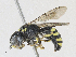  ( - CBG-A27510-G06)  @11 [ ] CreativeCommons - Attribution Share - Alike (2024) CBG Photography Group Centre for Biodiversity Genomics