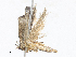  ( - CBG-A27510-H10)  @11 [ ] CreativeCommons - Attribution Share - Alike (2024) CBG Photography Group Centre for Biodiversity Genomics