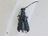  ( - CBG-A27561-F02)  @11 [ ] CreativeCommons - Attribution Share - Alike (2024) CBG Photography Group Centre for Biodiversity Genomics