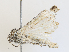  ( - CBG-A28469-A04)  @11 [ ] CreativeCommons - Attribution Share - Alike (2024) CBG Photography Group Centre for Biodiversity Genomics